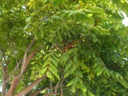 Koelreuteria bipinnata (Chinese Flame Tree) - leaves