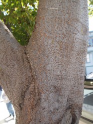Koelreuteria paniculata (Golden Rain Tree) - bark