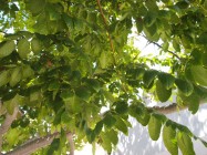 Koelreuteria paniculata (Golden Rain Tree) - leaves