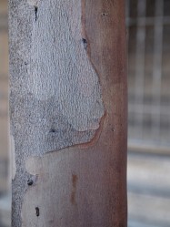 Lagerstroemia indica ‘Tuscarora’/ ‘Natchez’ (Crepe Myrtle) - bark