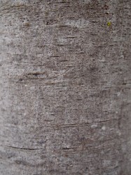 Laurus nobilis (Grecian Laurel) - bark