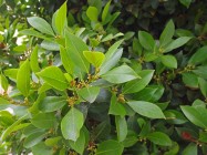 Laurus nobilis (Grecian Laurel) - leaves