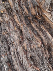 Leptospermum laevigatum (Australian Tea Tree) - bark