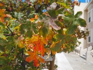 Liquidambar orientalis (Oriental Sweetgum) - leaves