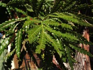 Lyonothamnus floribundus asplenifolius (Fernleaf Catalina Ironwood) - leaves