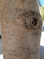 Michelia champaca (Champaca) - bark
