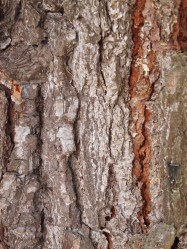 Pinus pinea (Italian Stone Pine) - bark
