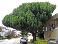 Pinus pinea (Italian Stone Pine) - full view