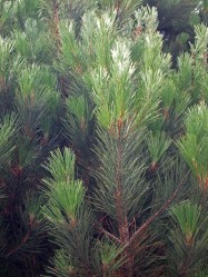 Pinus pinea (Italian Stone Pine) - needles