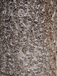 Pittosporum eugeniodes (Lemonwood Tree) - bark