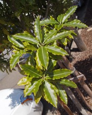 Pittosporum eugeniodes (Lemonwood Tree) - leaves