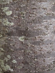 Pittosporum tenuifolium (Kohuhu, Black Pittosporum) - bark