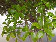 Pittosporum tenuifolium (Kohuhu, Black Pittosporum) - leaves