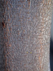 Prunus x blireana (Flowering Plum) - bark