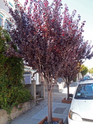Prunus x blireana (Flowering Plum) - full view