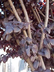 Prunus x blireana (Flowering Plum) - leaves