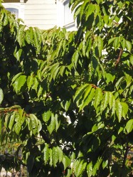 Prunus x yeodensis (Daybreak Cherry) - leaves