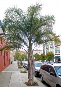 Syagrus romanzoffianum (Queen Palm) - full view