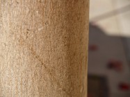  Acer rubrum (Red Maple) - bark