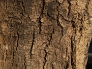 Geijera parvifolia (Australian Willow) - bark