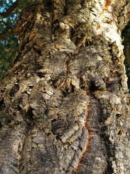 Quercus suber (Cork Oak) - bark