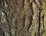 Robinia x ambigua (Purple Rob Locust) - bark