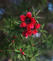 Leptospermum scopariumfull (New Zealand Tea Tree) - flowers
