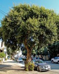 Quercus suber (Cork Oak) - full view