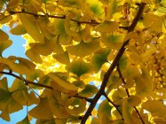 Ginkgo biloba (Maidenhair Tree) - leaves