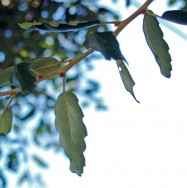 Quercus suber (Cork Oak) - leaves