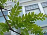 Robinia x ambigua (Purple Rob Locust) - leaves