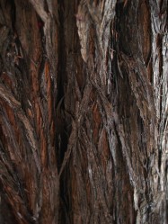 Leptospermum scopariumfull (New Zealand Tea Tree) - bark