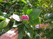 Magnolia x soulangiana (Saucer Magnolia) - flowers & leaves