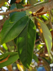 Magnolia doltsopa (Sweet Michelia) - leaves