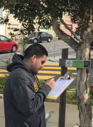 An Arborist Apprentice makes notes about a young street tree
